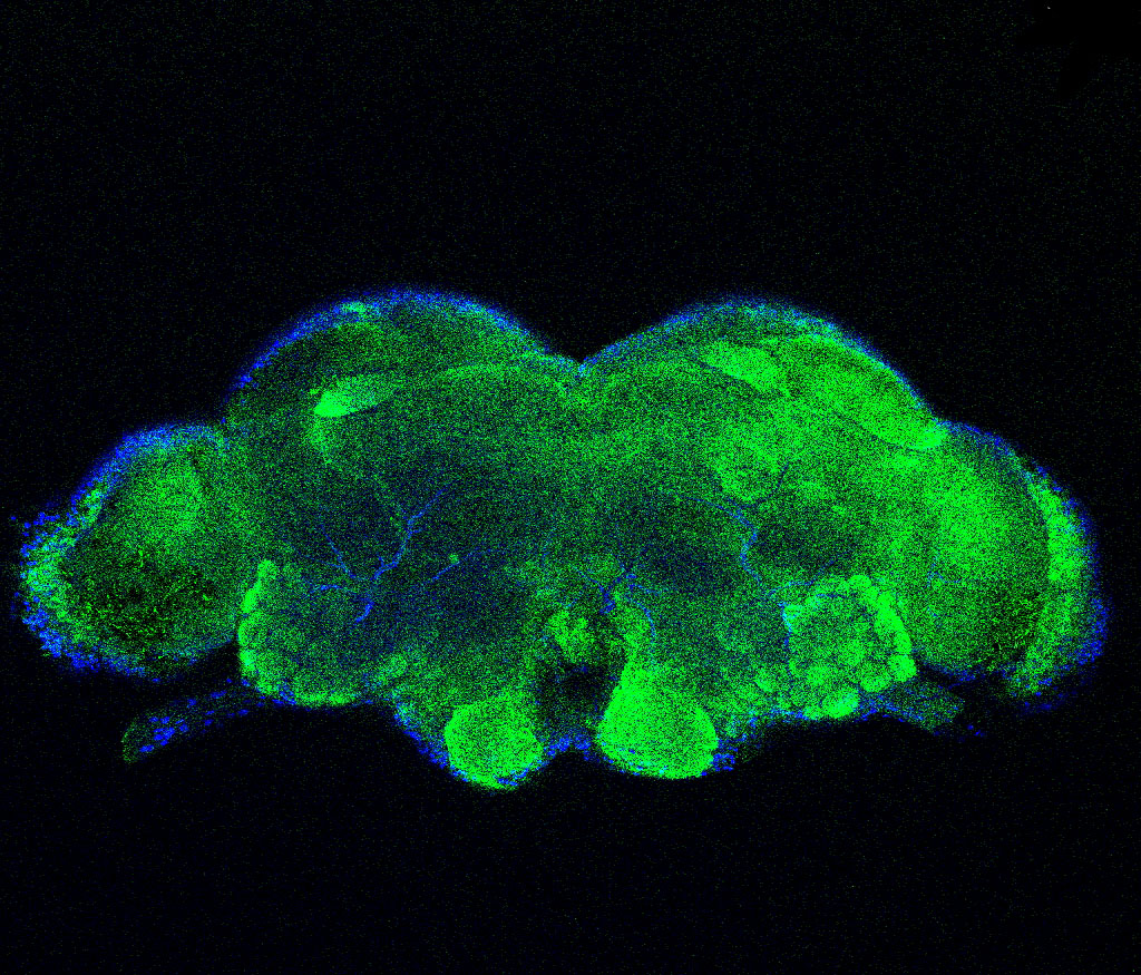 Female alate termite brain