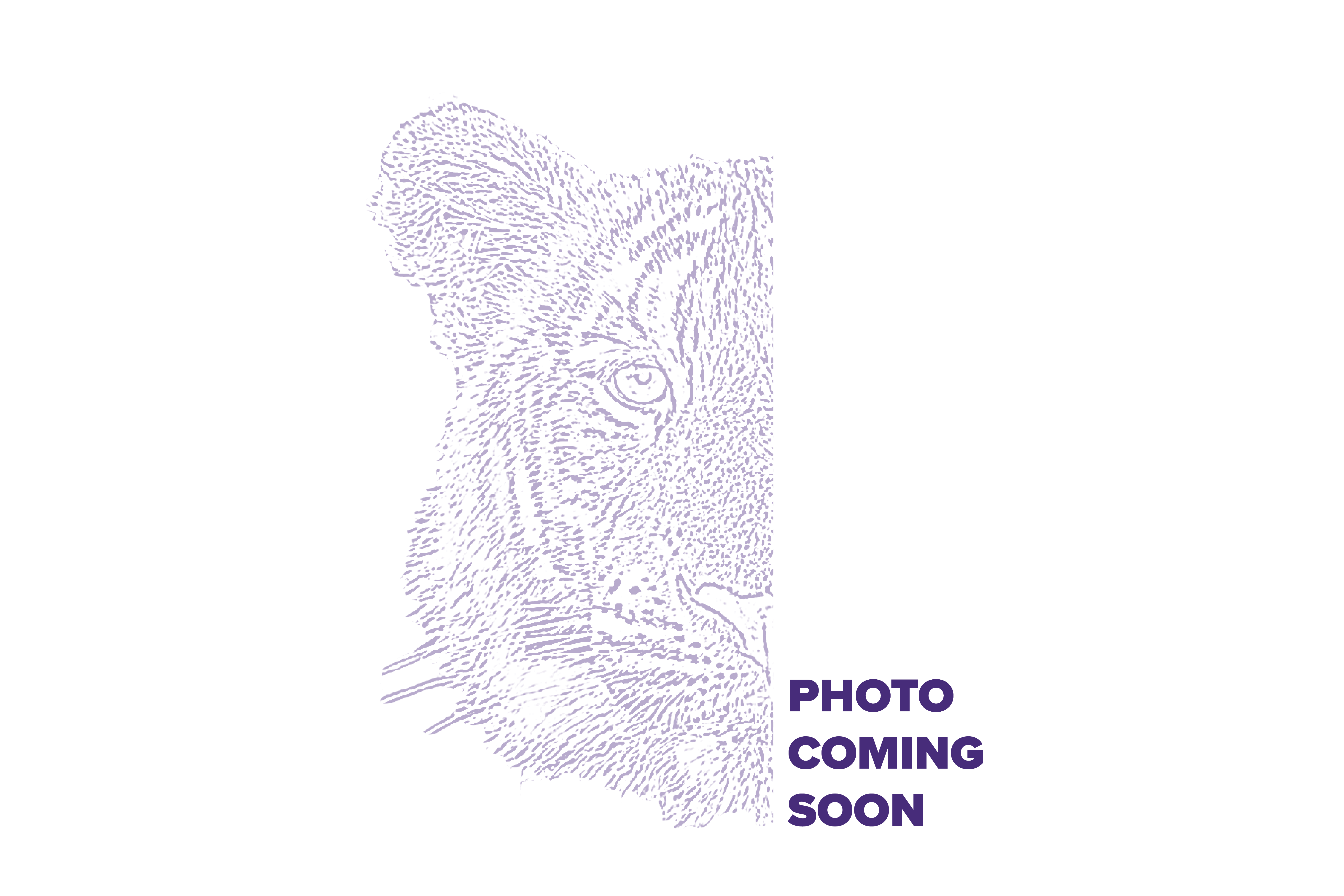 A placeholder image with Mike the Tiger that says "Coming Soon".