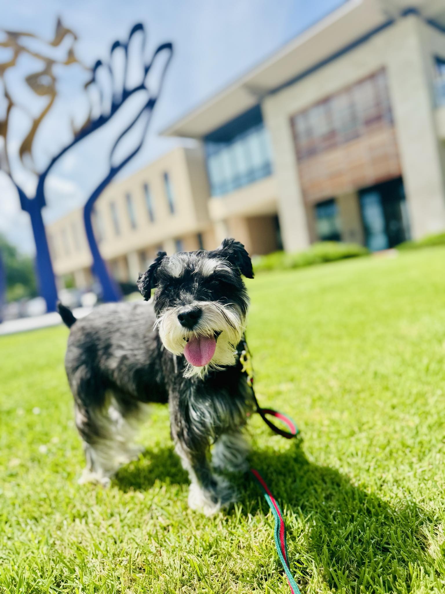 Cash, a grey Schnauzer